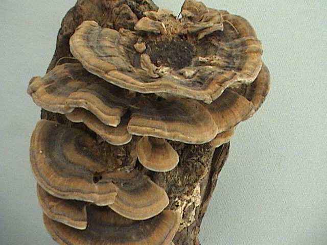 Shiitake