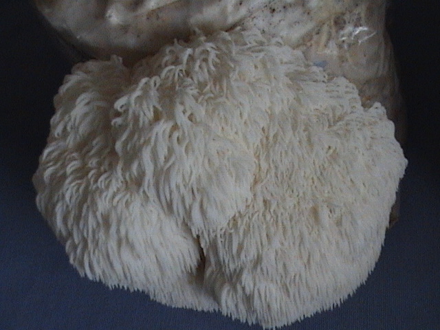 hericium