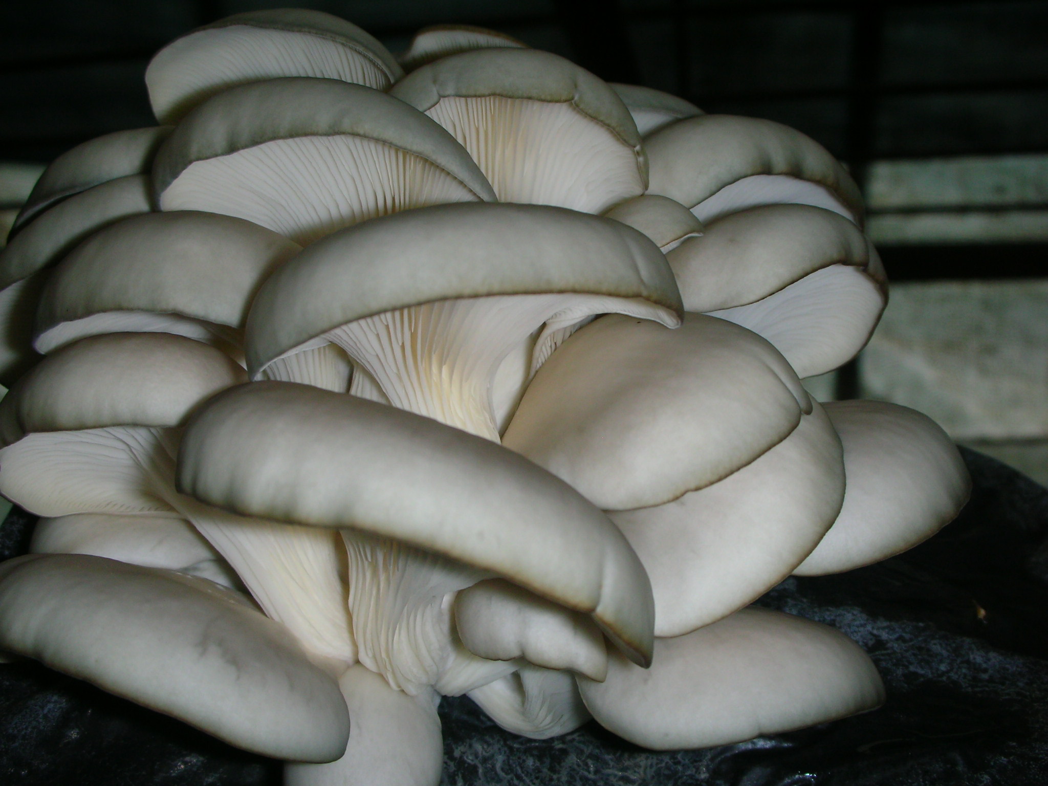 pleurotus