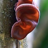 Shiitake